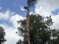 Спил деревьев в Самаре